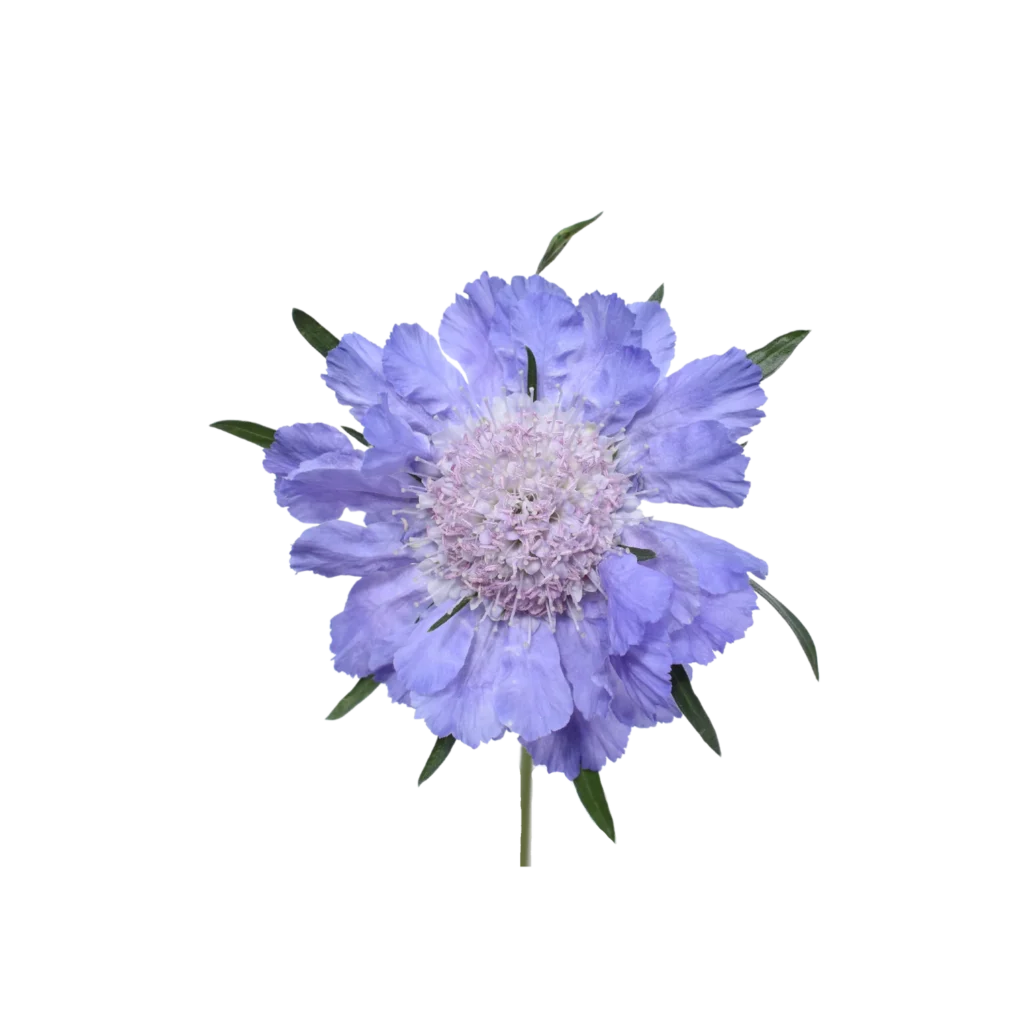 Caucasian Escabiosa Deep Blue