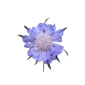 CAUCASIAN ESCABIOSA DEEP BLUE