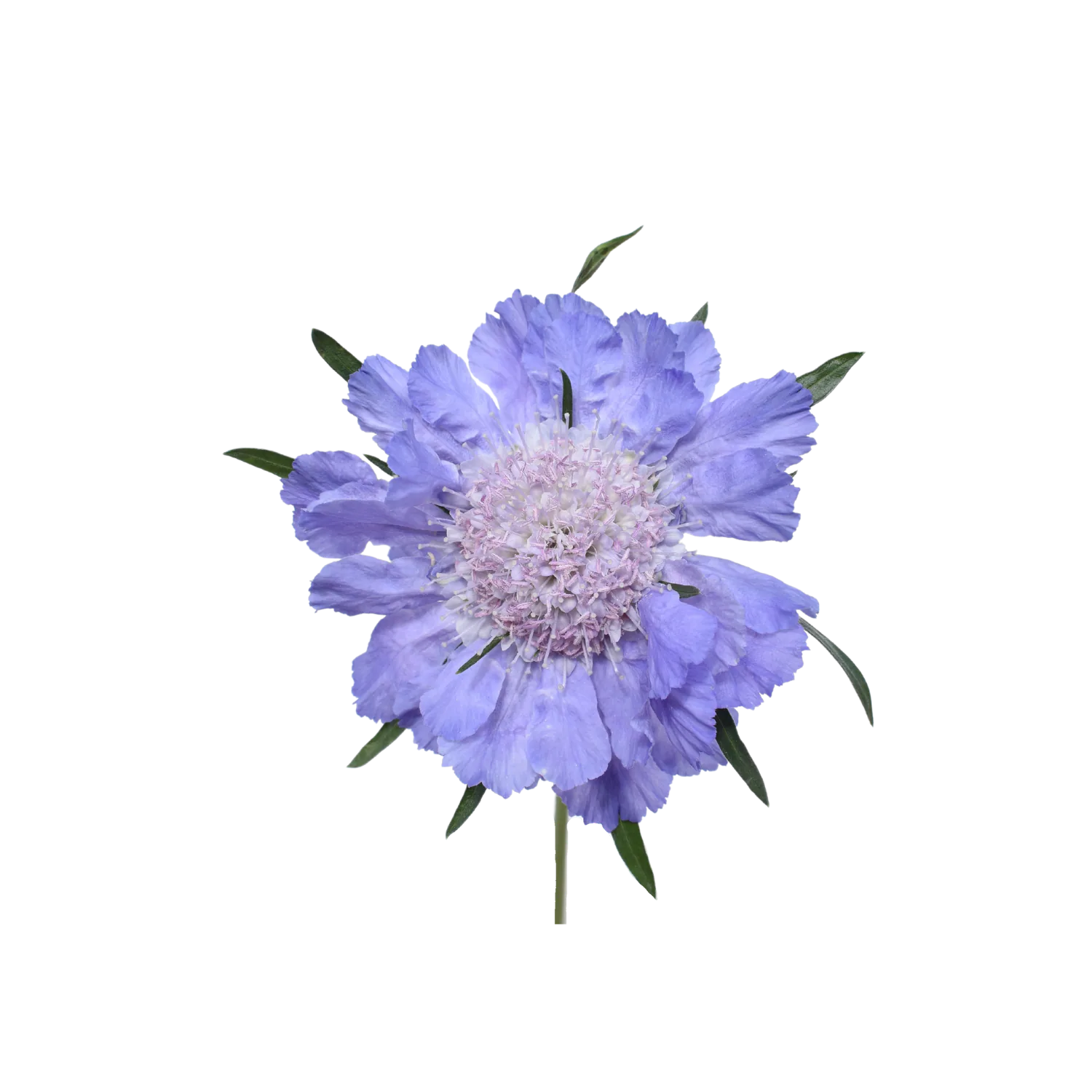 Caucasian Escabiosa Deep Blue — Escabiosas