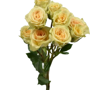 CRETA SPRAY ROSE