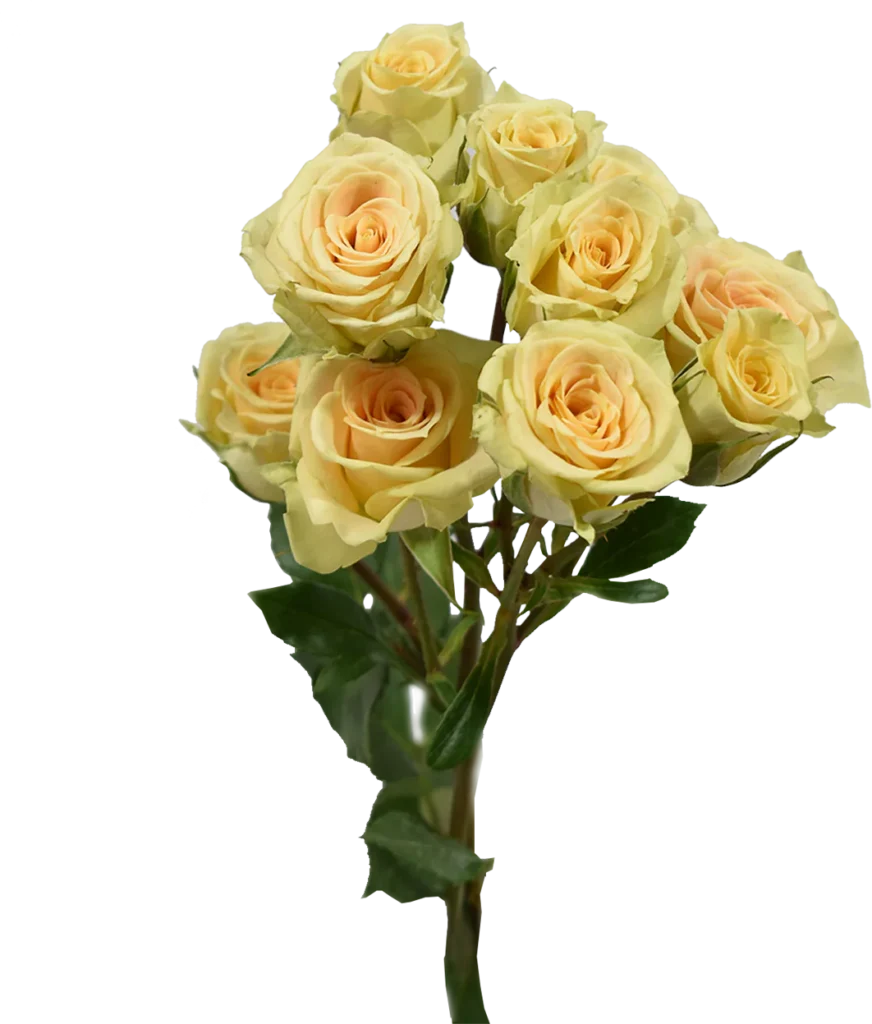 Creta Spray Rose