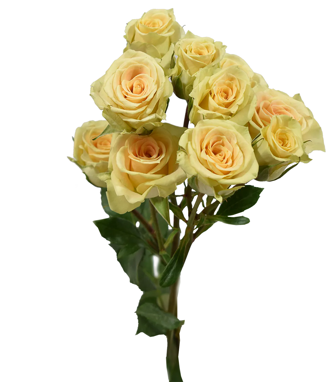 Creta Spray Rose — Spray Roses