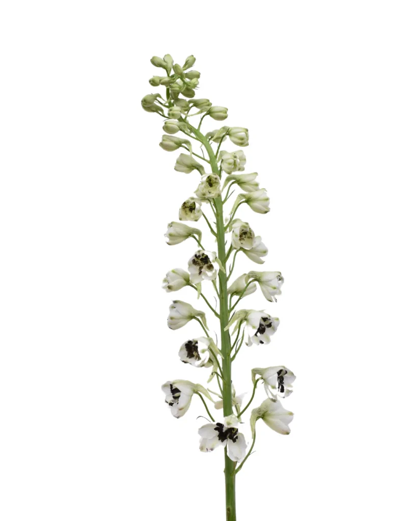 Delphinium Black And White