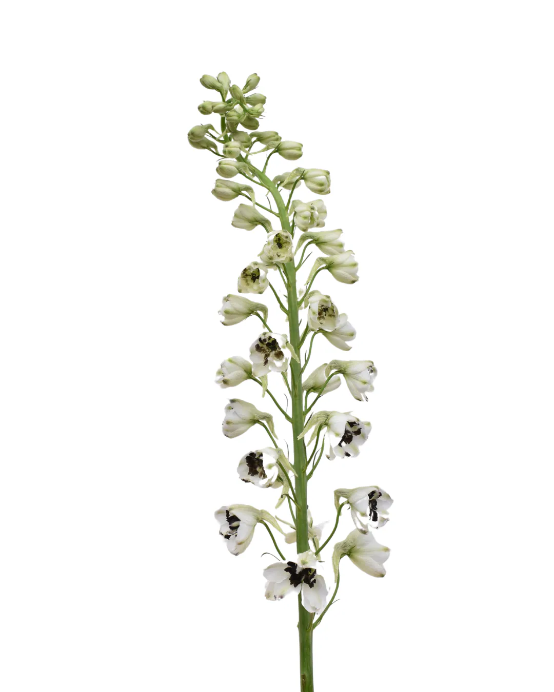 Delphinium Black And White — Delphinium
