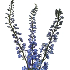 Y DELPHINIUM BLUE BIRD