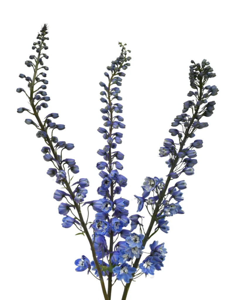 Y Delphinium Blue Bird