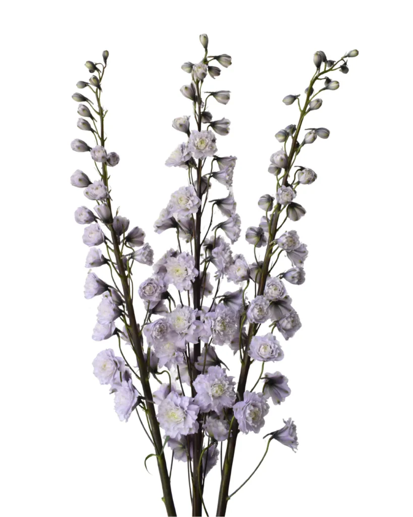 Delphinium Highlander Chacha