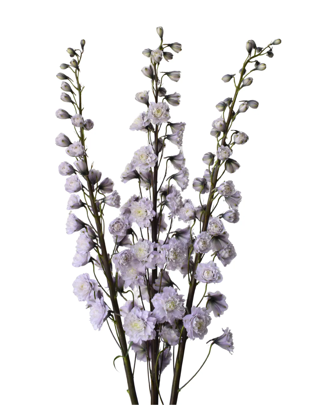Delphinium Highlander Chacha — Delphinium