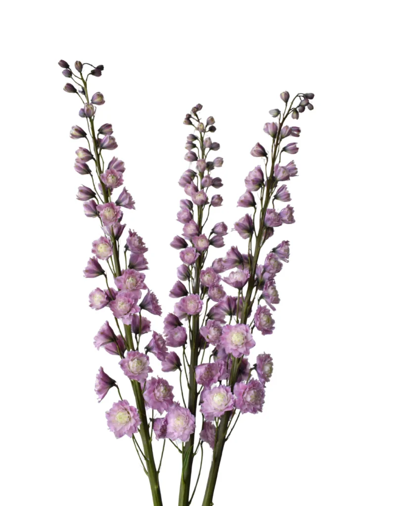 Delphinium