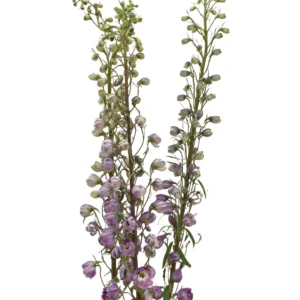 Y DELPHINIUM LAVANDER