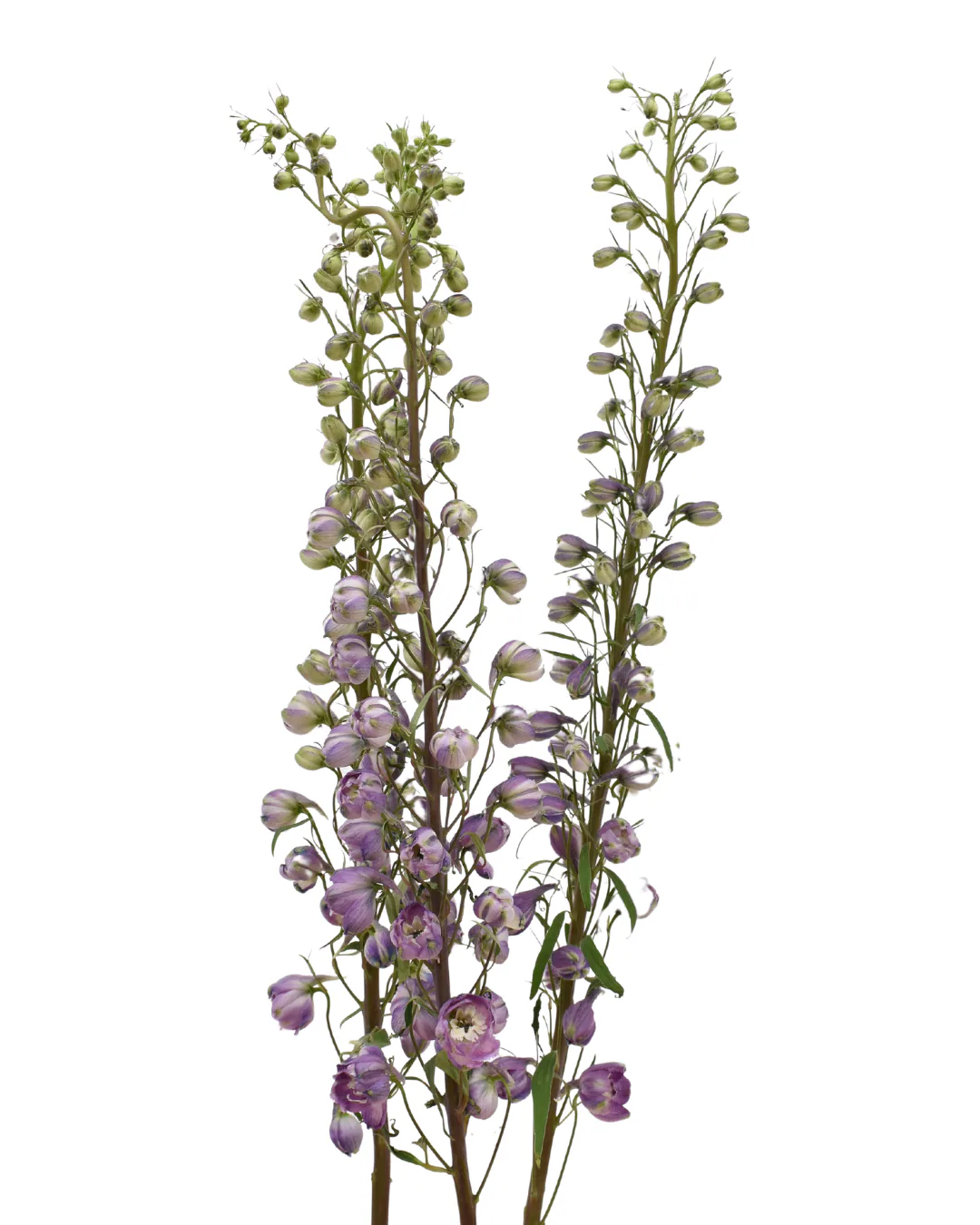 Y Delphinium Lavander — Delphinium