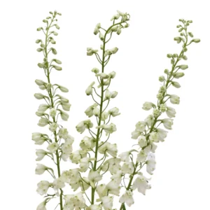 Y DELPHINIUM SKY WALTZ