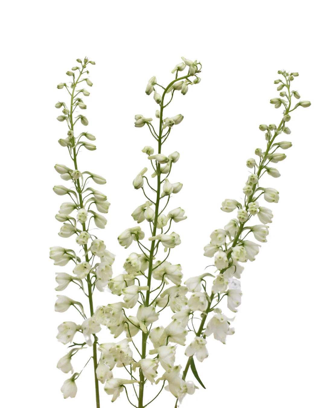 Y Delphinium Sky Waltz — Delphinium