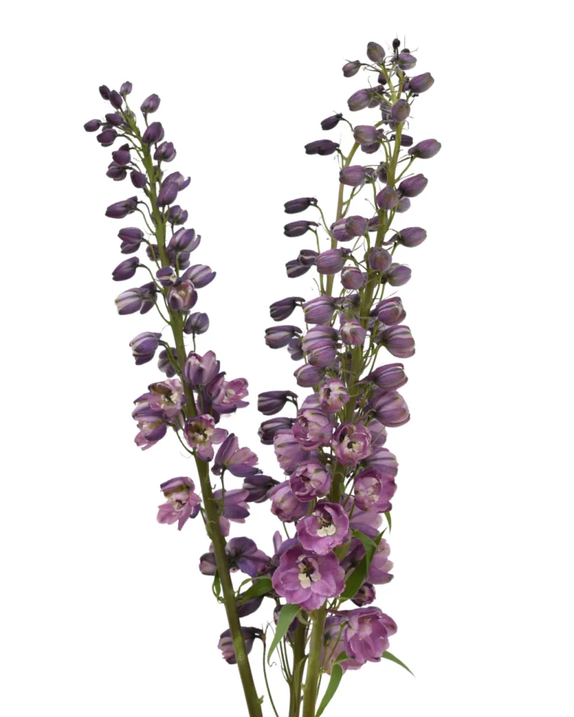 Y Delphinium Soft Purple