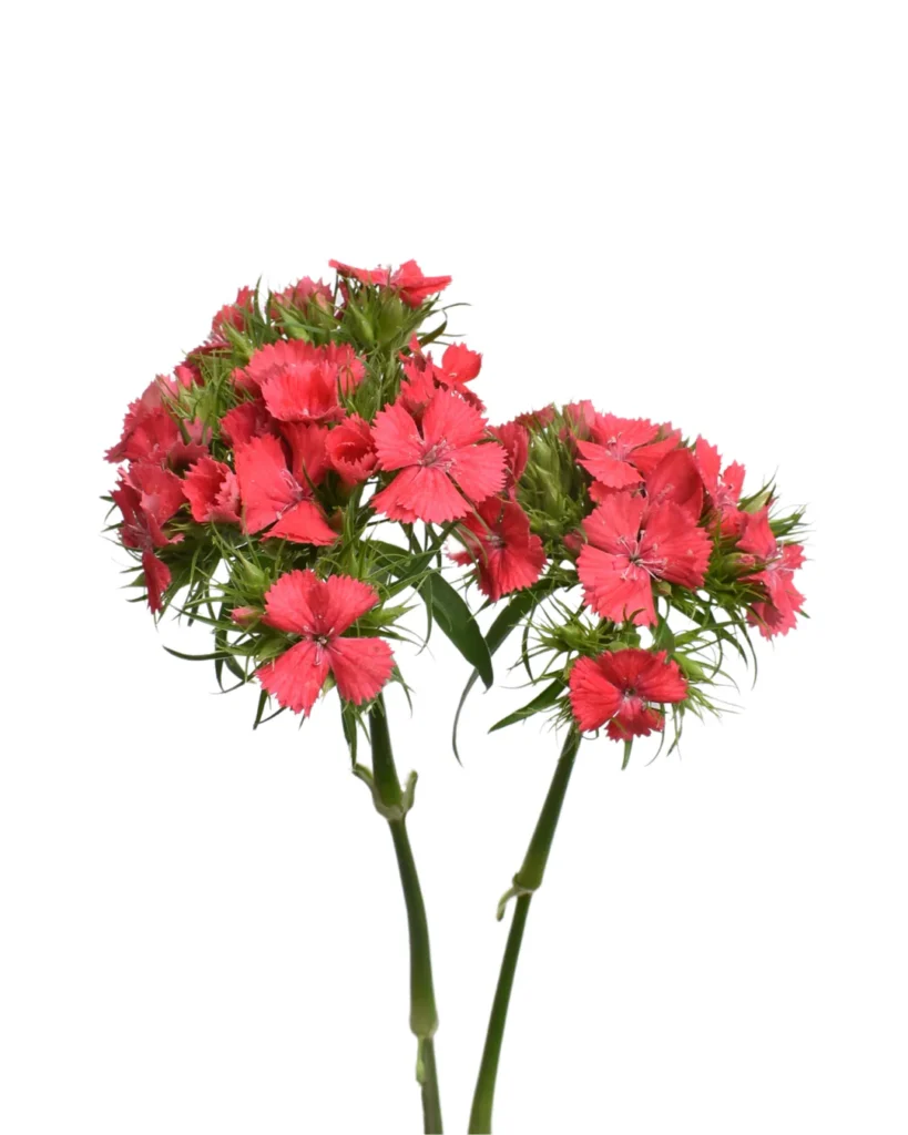 Dianthus