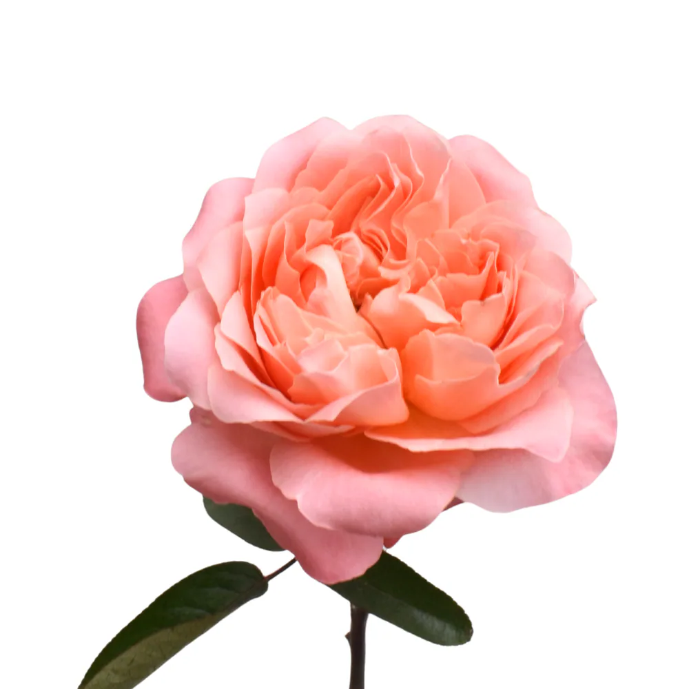 Premium Roses