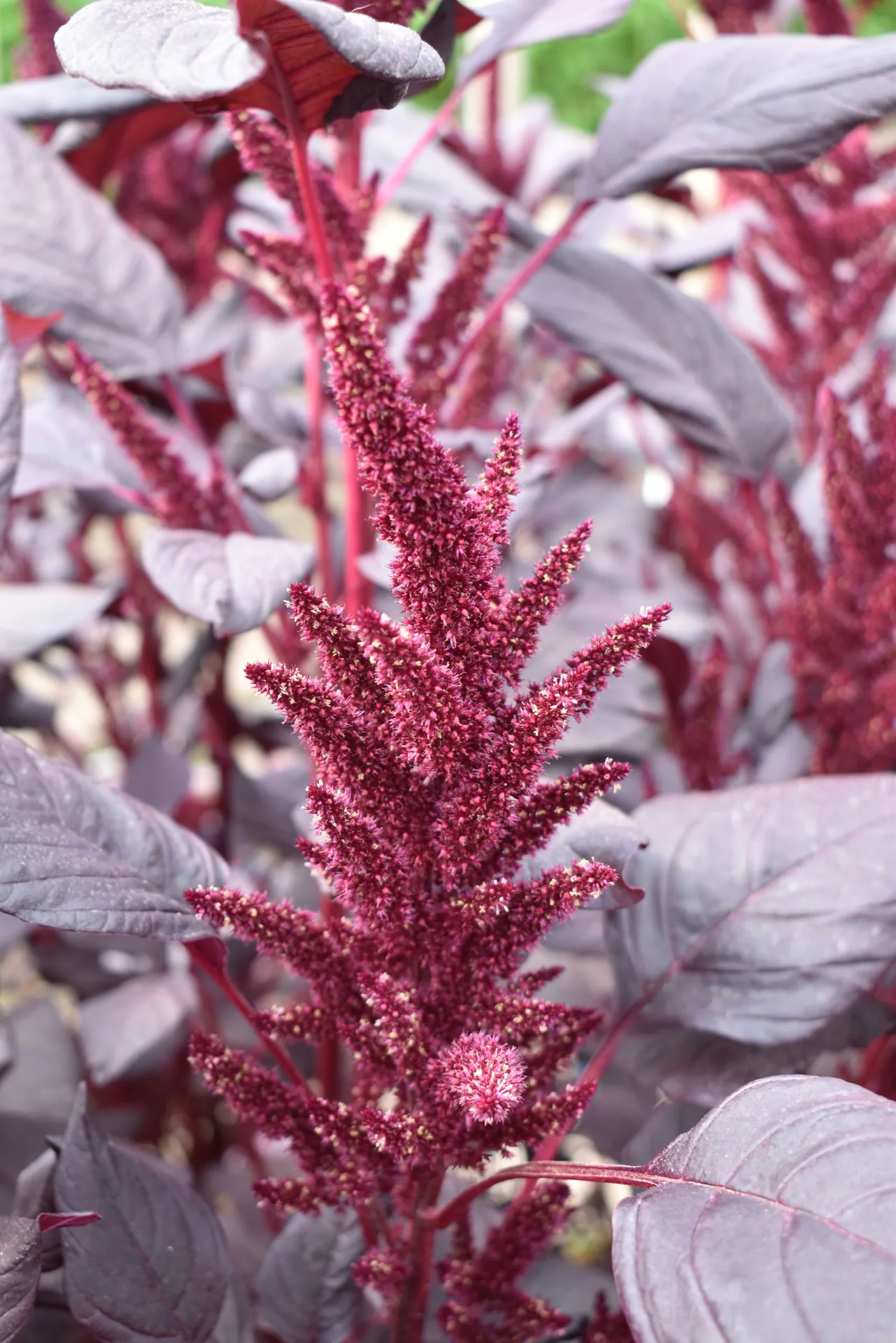 Amaranthus Velvet Curtains — Amaranth