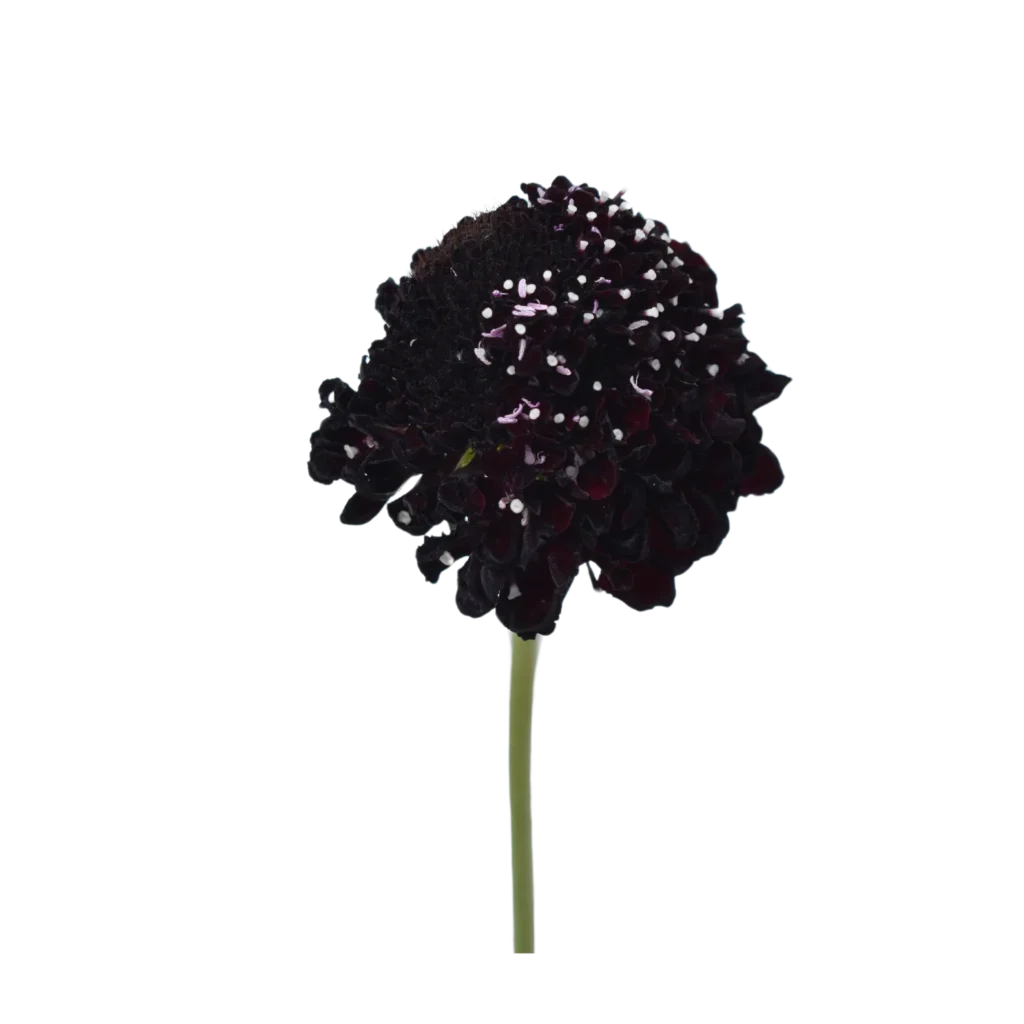 Focal Scoop Dark Purple
