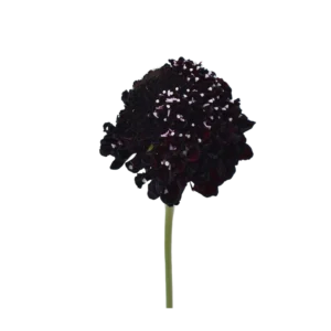FOCAL SCOOP DARK PURPLE