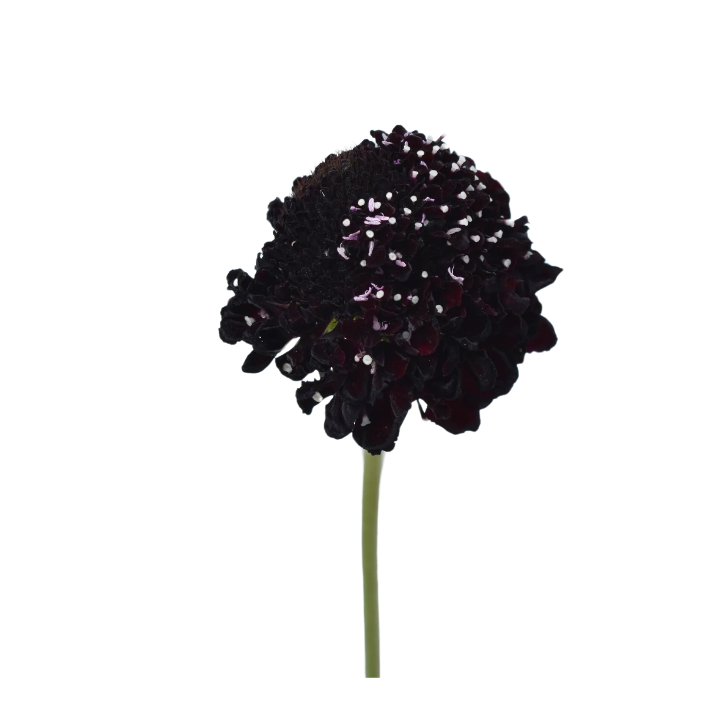 Focal Scoop Dark Purple — Escabiosas