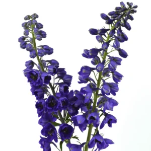 Y DELPHINIUM BLACK NIGHT
