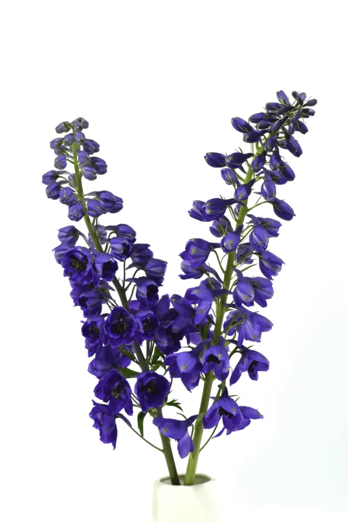 Y Delphinium Black Night