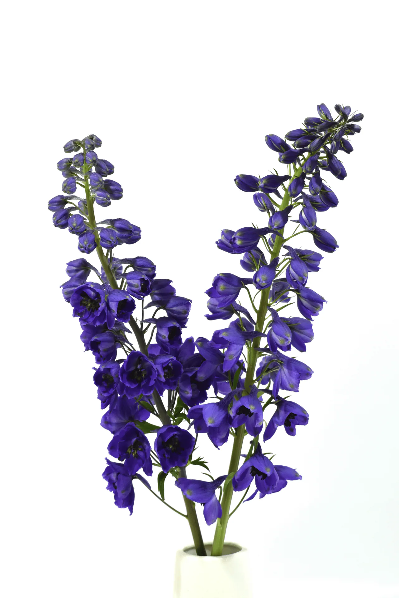 Y Delphinium Black Night — Pacific