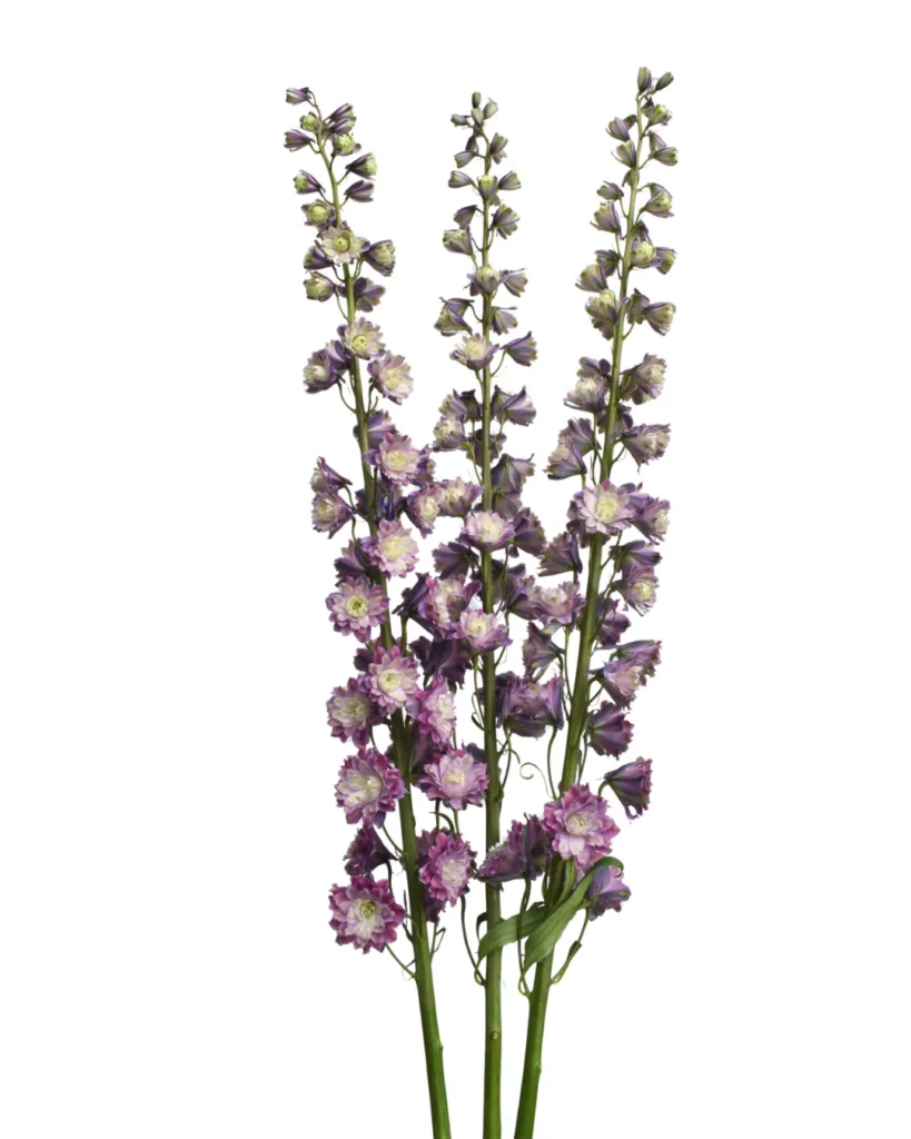 Delphinium Highlander Flamenco
