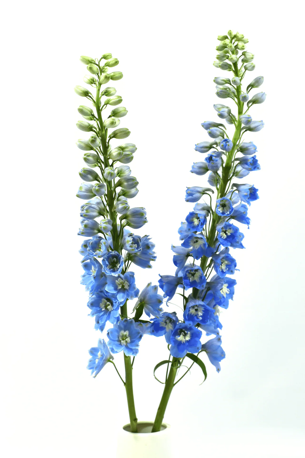 Y Delphinium Light Blue — Pacific