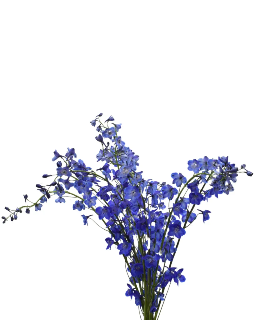 Y Delphinium Sea Waltz