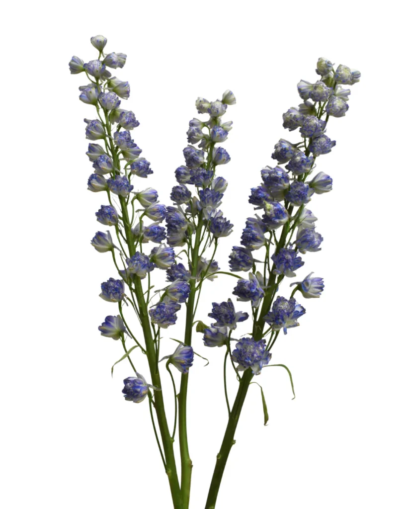 Delphinium Sweet Sensation
