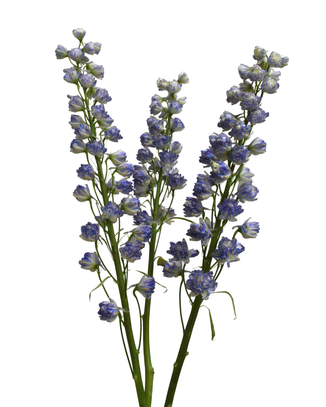 Delphinium Sweet Sensation — Delphinium