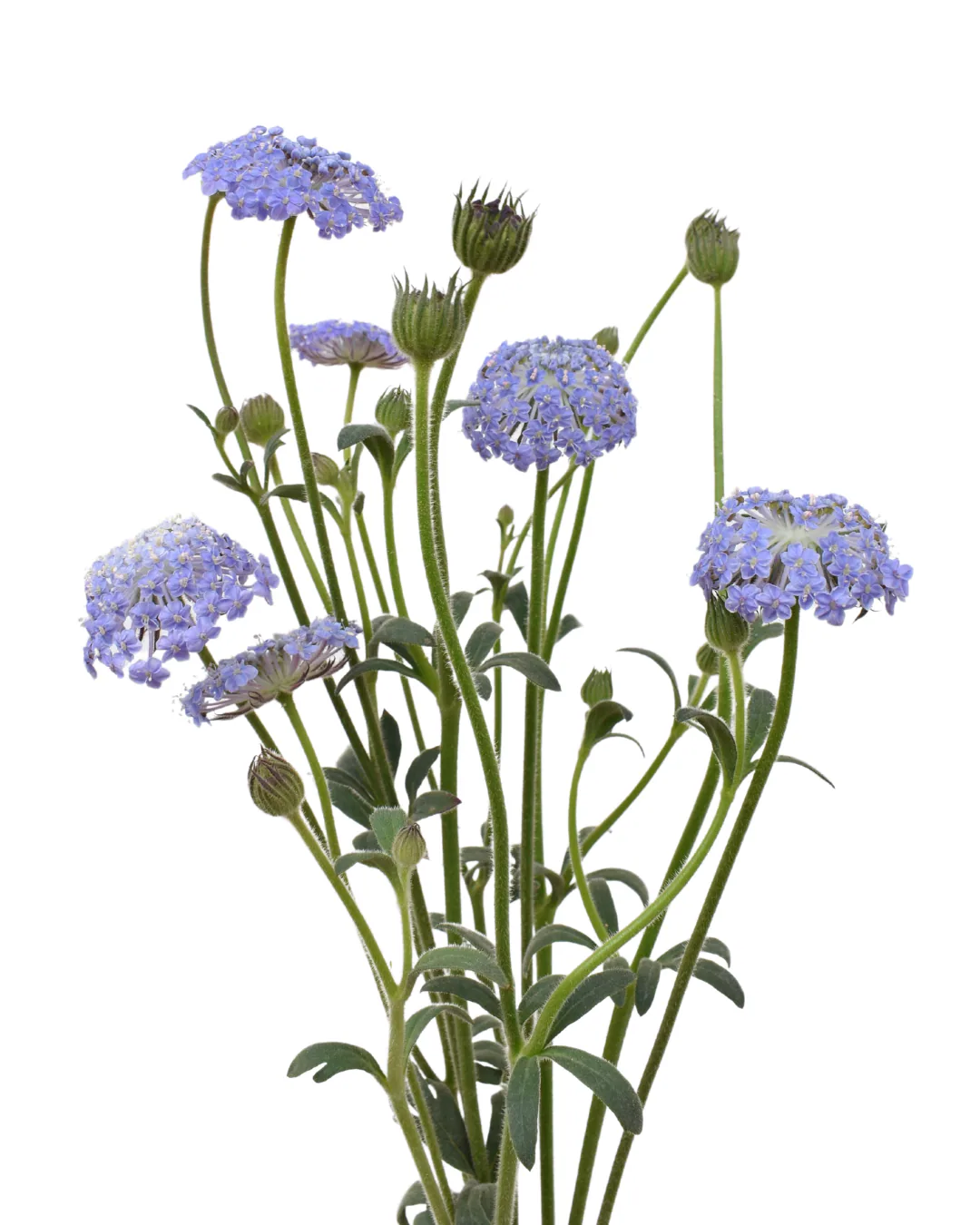 Didiscus Blue — Didiscus