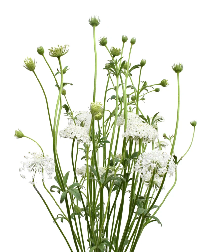 Didiscus White