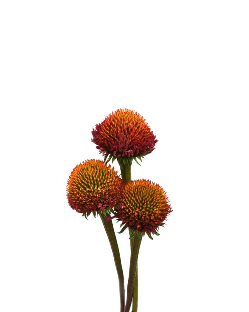Echinacea Pod