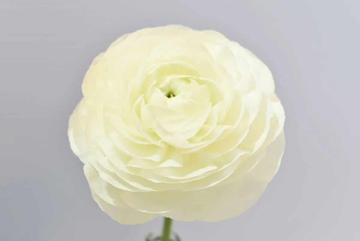 Elegance Cream — Elegance