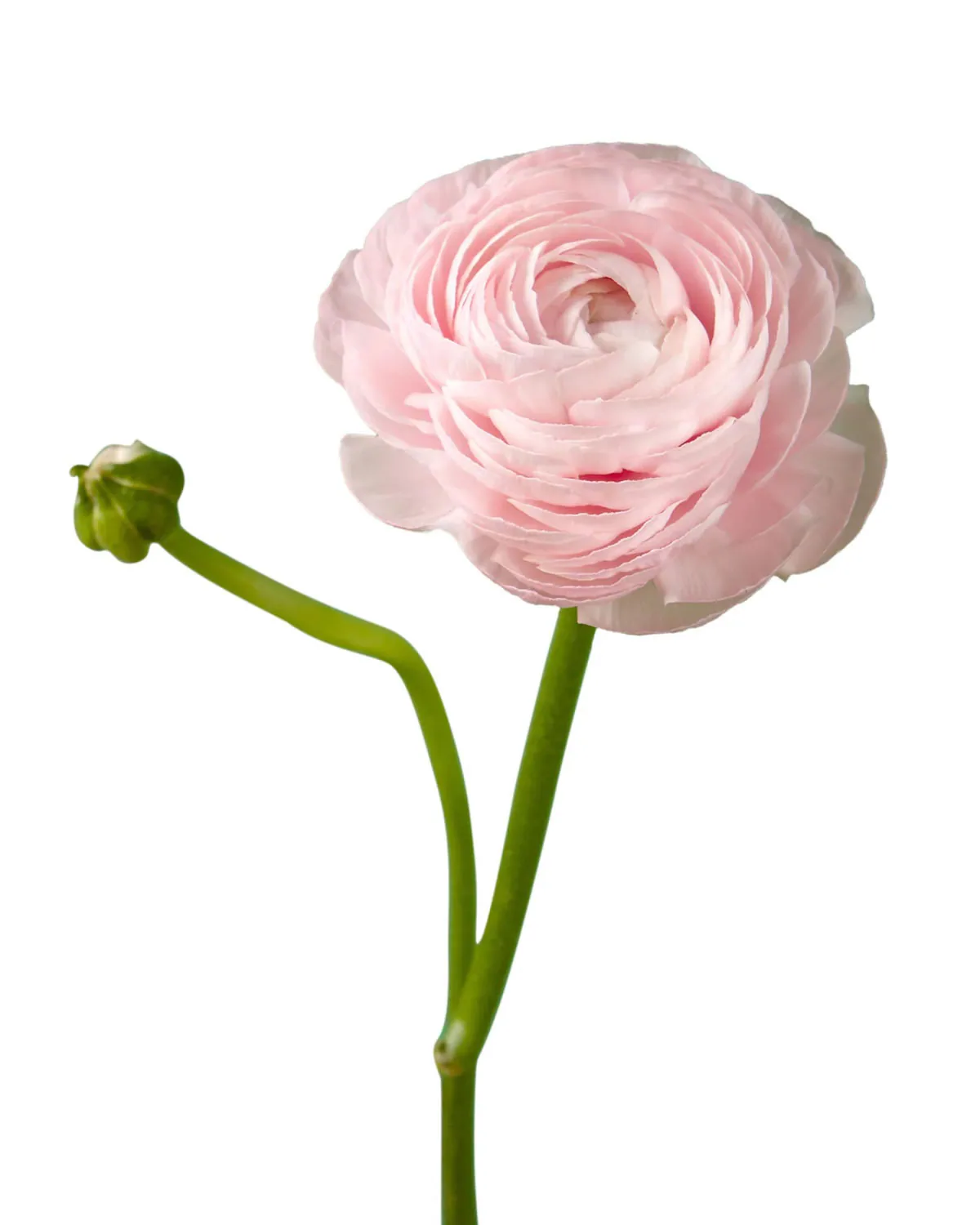 Elegance Light Pink — Elegance