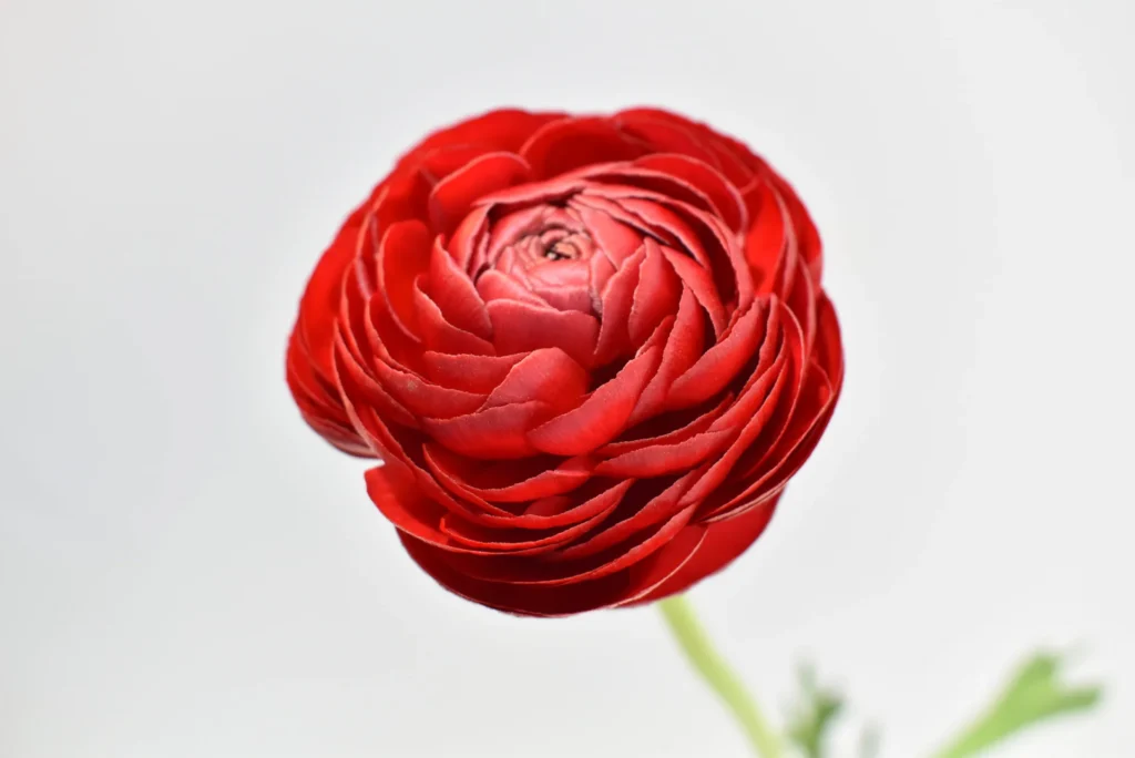 Elegance Red