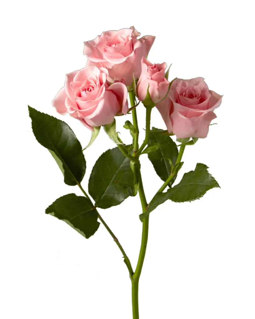 Elva Spray Rose