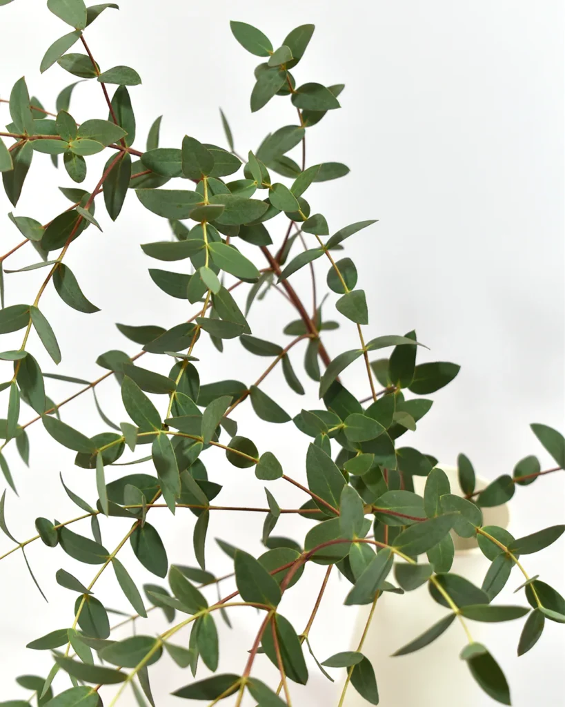 Parvula Gum Eucalipto