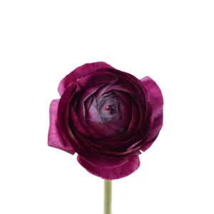 ELEGANCE BURGUNDY