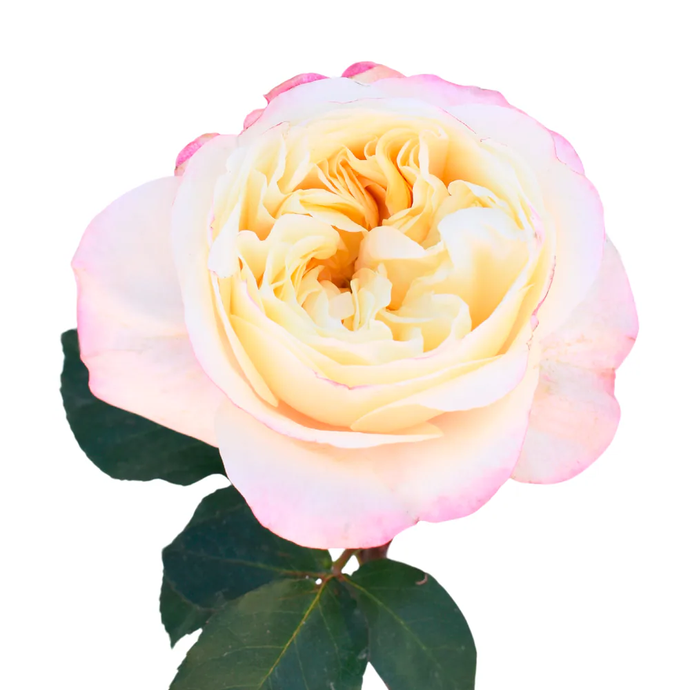 Garden Rose
