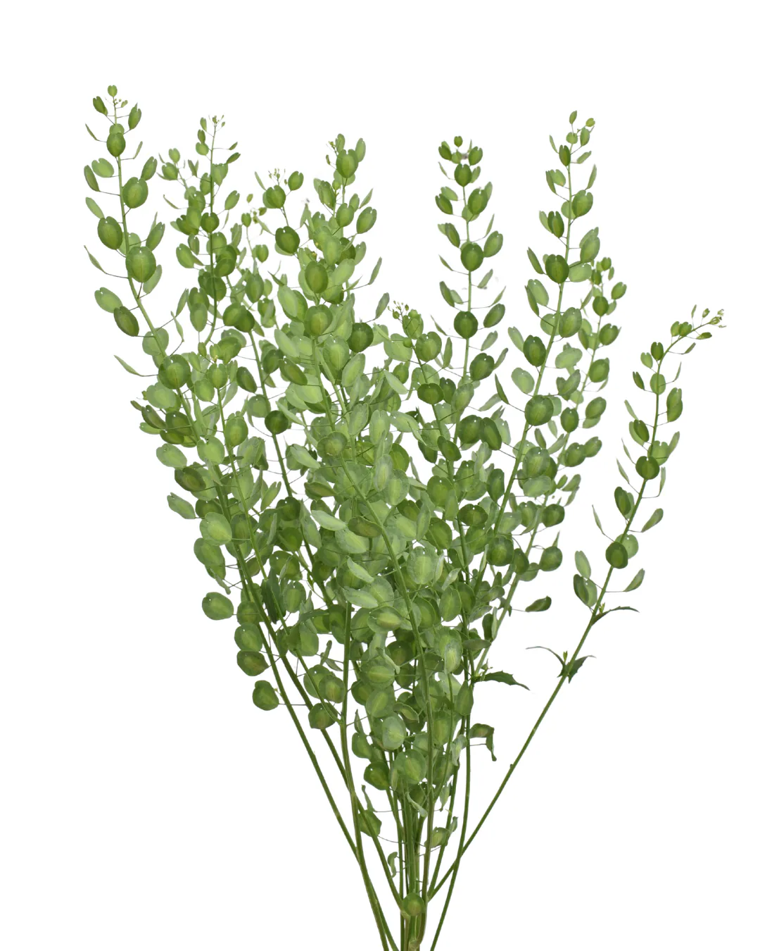Field Pennycress — Greenery