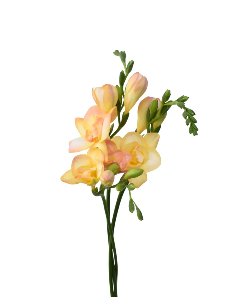 Freesia Light Peach