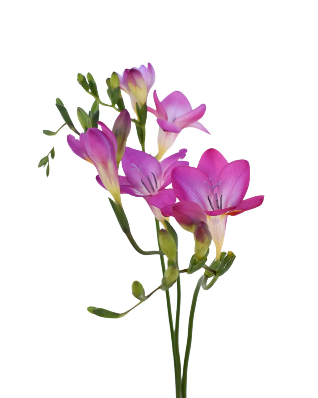 Freesia Lila — Freesias