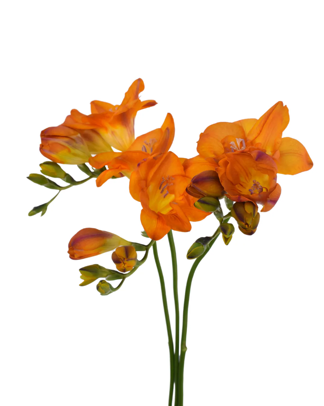 Freesia Mustard — Freesias