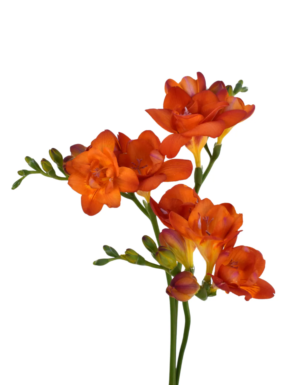 Freesia Orange — Freesias