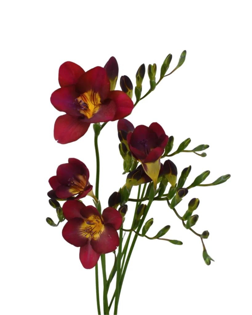 Freesia Red