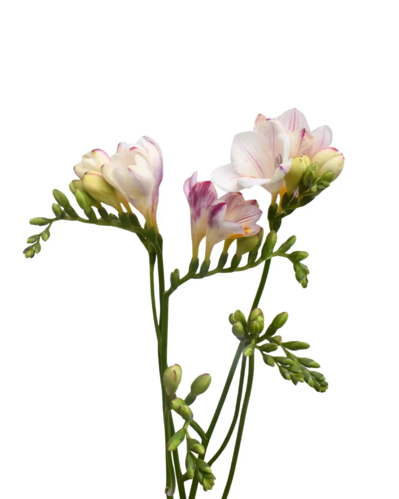 Freesia Strawberry Swirl