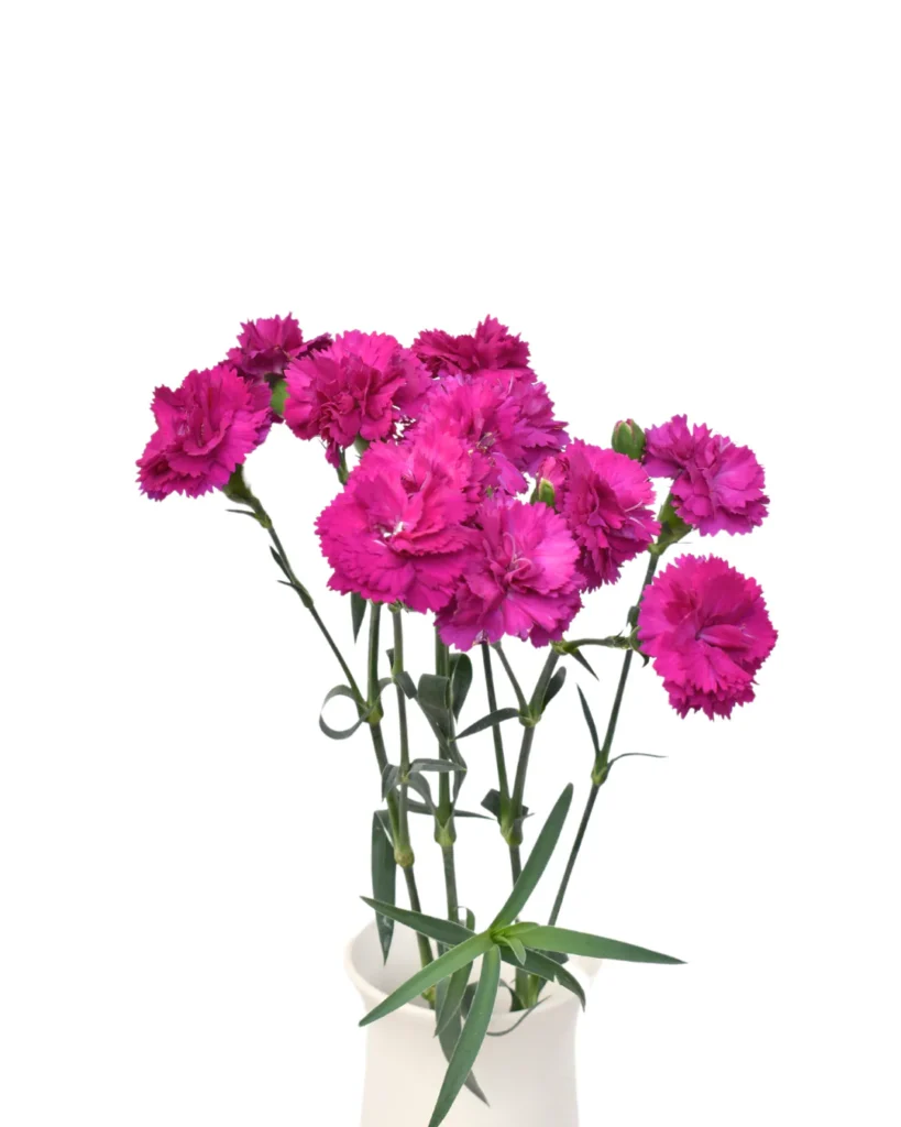 Fiorino Purple